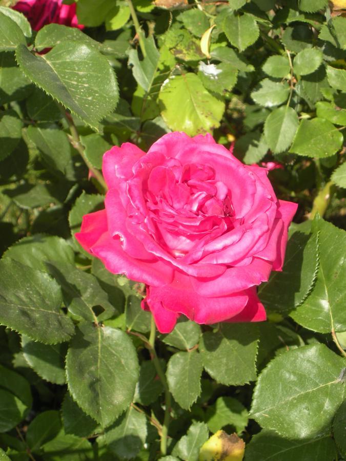 Agriturismo Le Rose * Castiglione del Lago