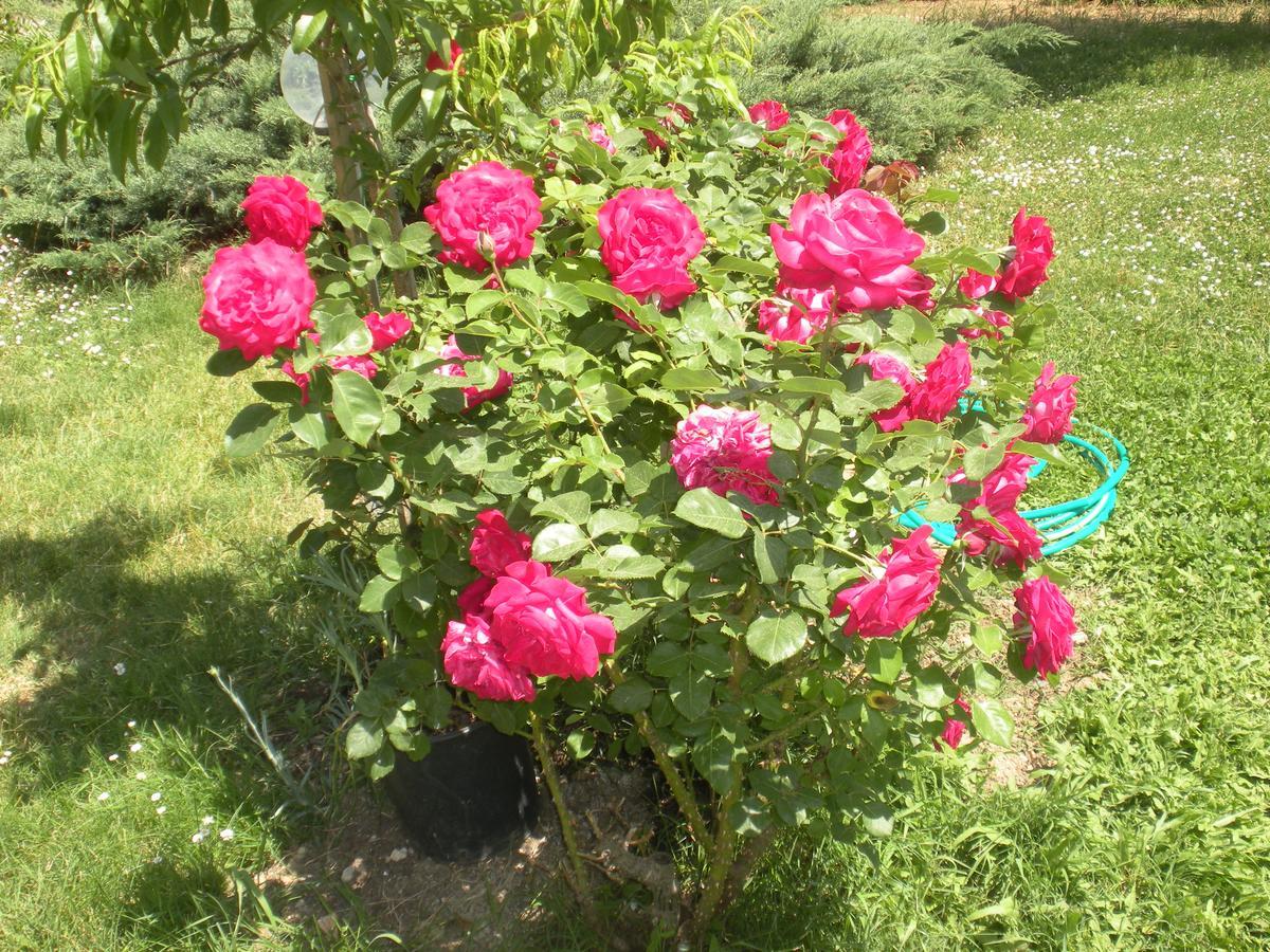 Agriturismo Le Rose Farm stay *