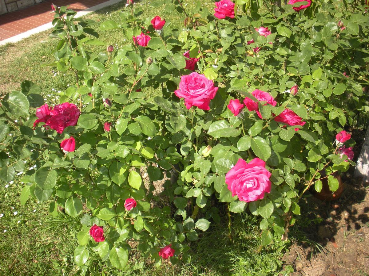 Agriturismo Le Rose Farm stay Castiglione del Lago